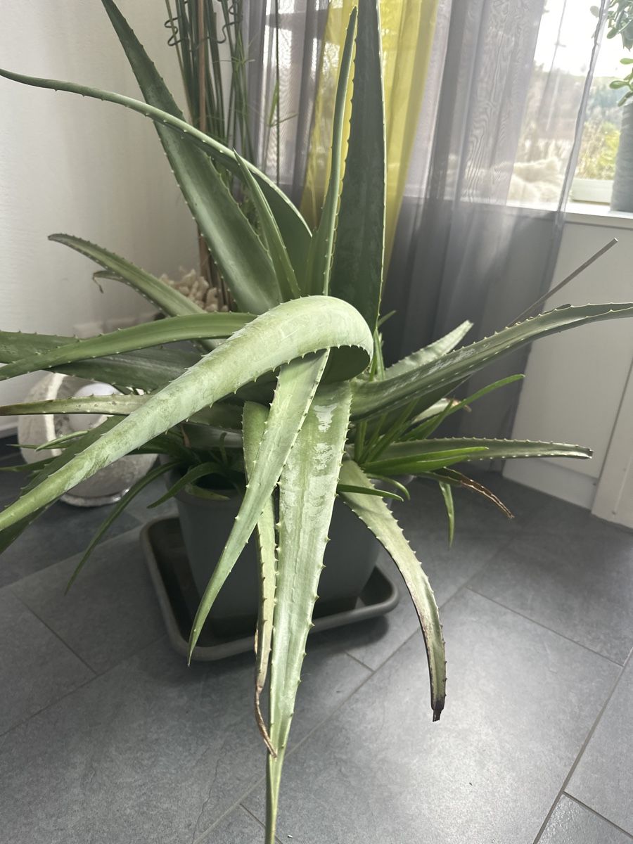 Grosse Aloe Vera Pflanze (Gebraucht) in Ebikon fr CHF 30  nur Abholung  auf Ricardo kaufen