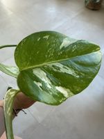 🪴Monstera Borsigiana Variegata 🌿