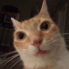 Profile image of shneeen
