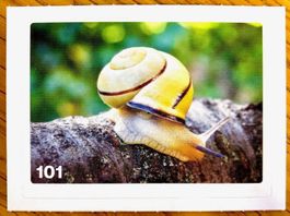 Migros Nature Detectives - Bild Nr. 101