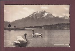 VIERWALDSTÄTTERSEE - Pilatus - Schwäne - 1943