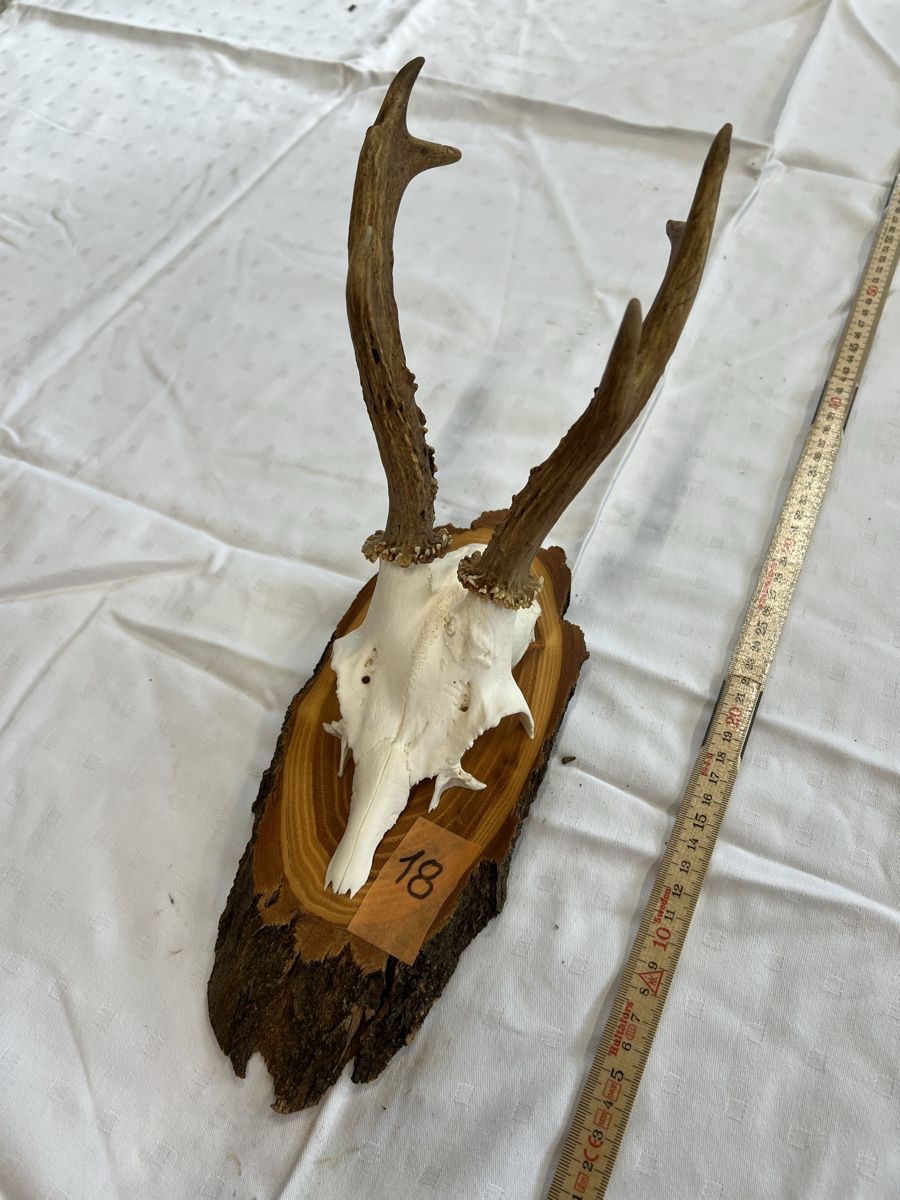 Il mondo degli animali: Gehörn eines Rehbocks – Usato da Euthal venduto da ruckzuckrohrfrei 1