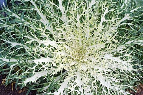Piante & sementi: 40 Samen WHITE PEACOCK Zierkohl – Nuovo (secondo la descrizione) da Ehrendingen venduto da VerveinaSamen 4