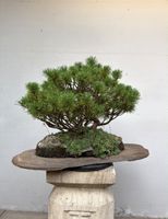 Mehrstämmiger Pinus Bonsai 50+ Jahre – Unikat