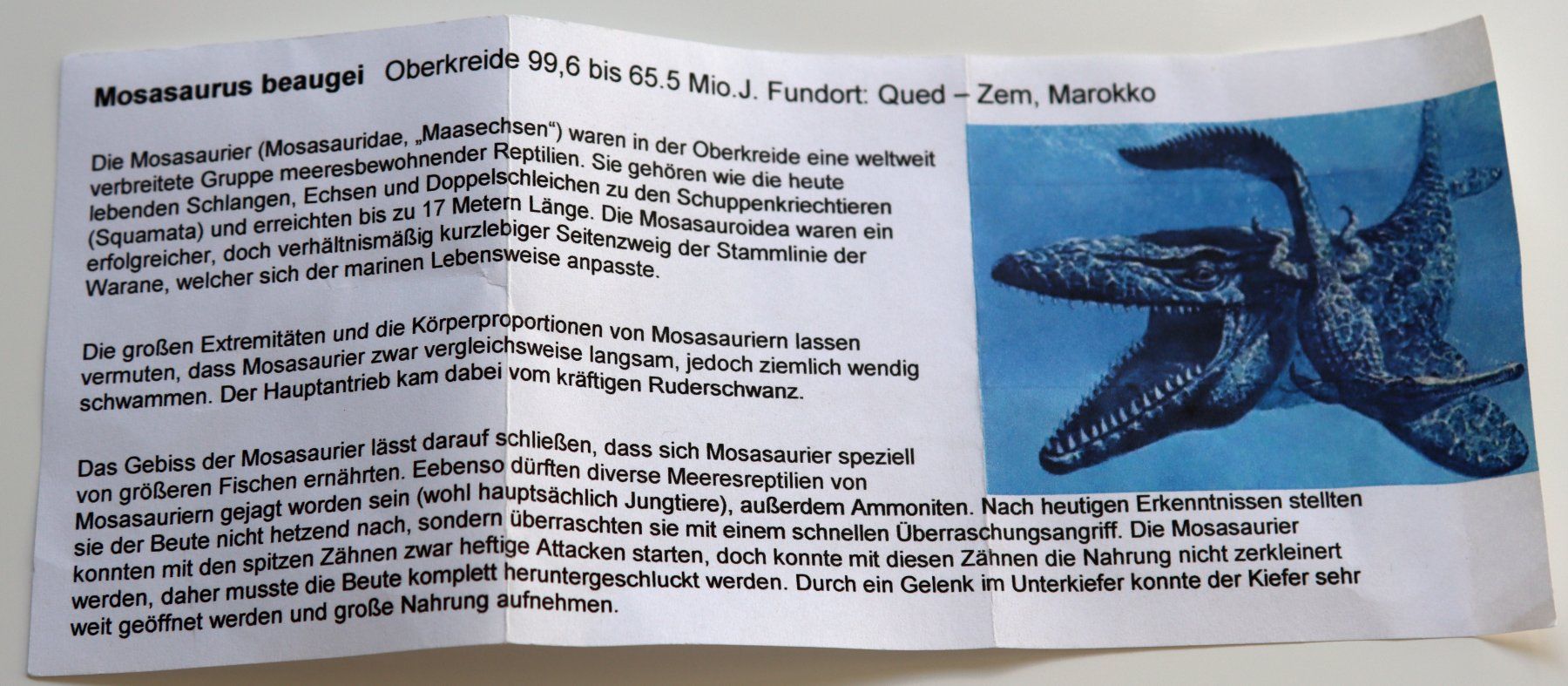 Fossili: Zahn eines Mosasauriers auf Sockel – Usato da Bern venduto da christianz02 3