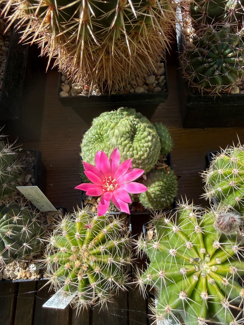 Piante & sementi: Rebutia – Usato da Rorbas venduto da SimS0n 1