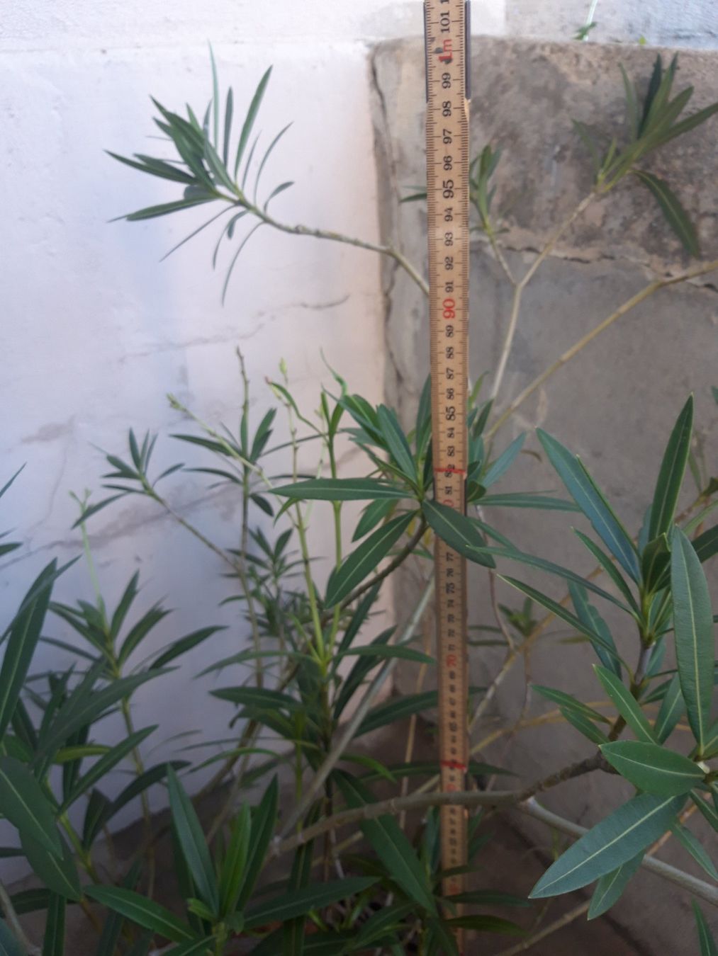 Piante & sementi: Oleander gross ohne Topf – Usato da Feuerthalen venduto da tanatha_st 2