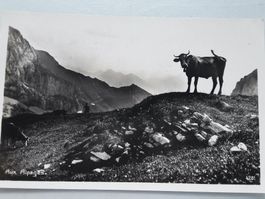 Auf den Alpen, aux Alpages Kühe