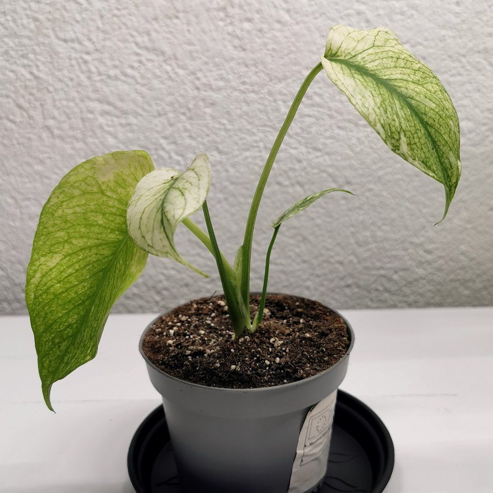 Plantes & graines: Monstera White Monster – Neuf (Voir description) à Walenstadt par vkt_qc8d