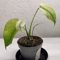Monstera White Monster