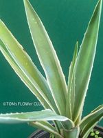 Agave Angustifolia Marginata - Sonne liebend