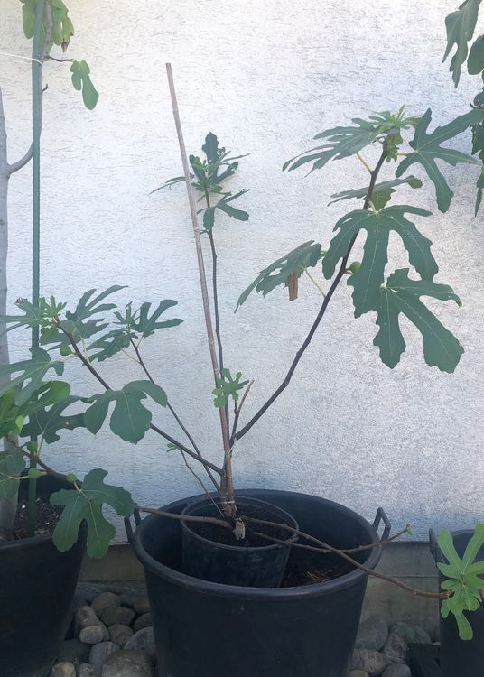 Feige Feigenbaum ficus Blumen Pflanzen Kaufen auf Ricardo