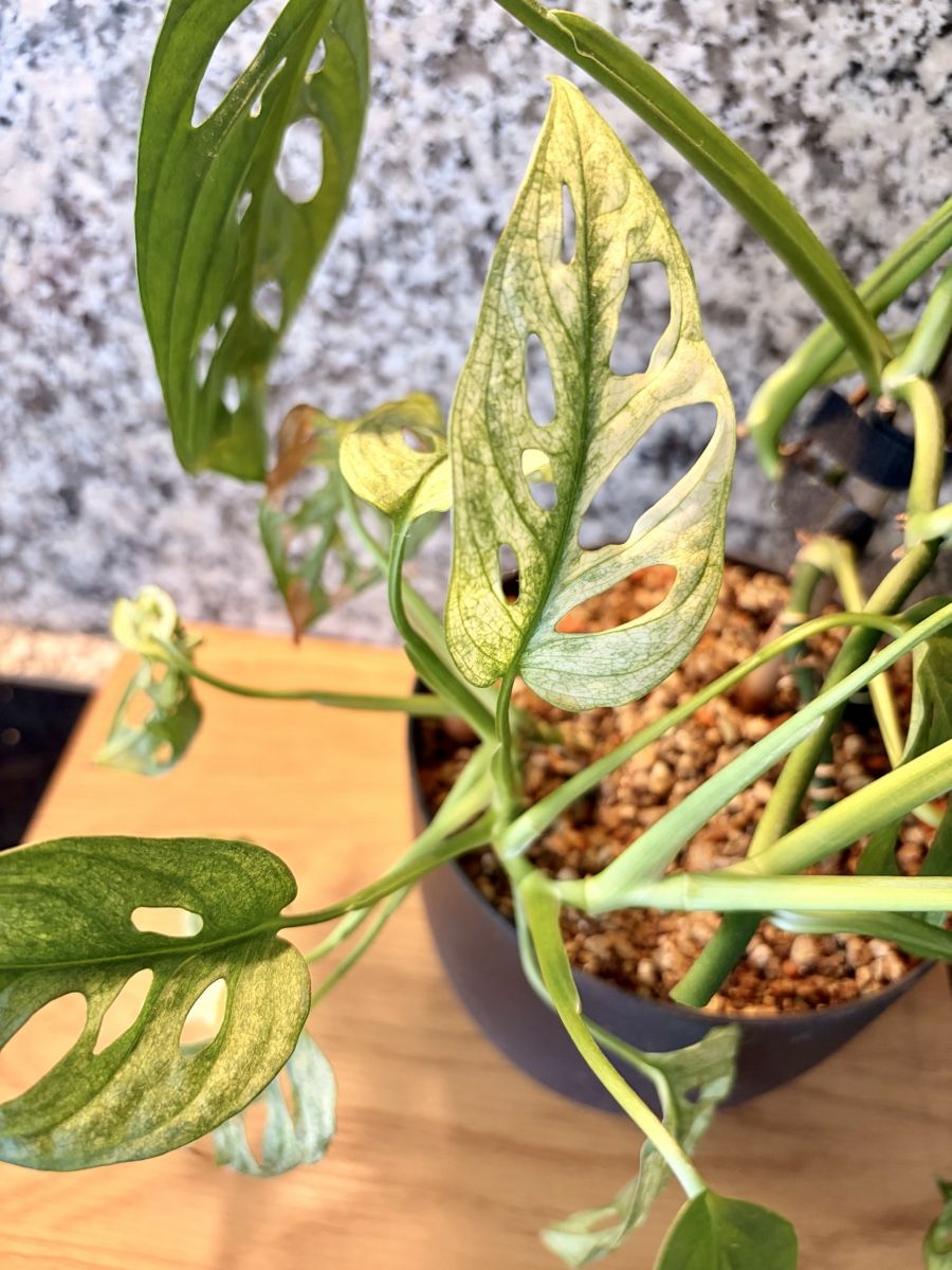 Plantes & graines: Monstera Adansonii – D'occasion à Kaiseraugst par dka_b97z 3