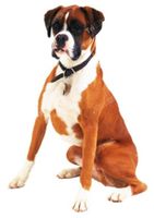 Auto Aufkleber 113 – Boxer Hund-11x16 cm