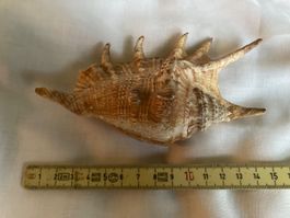 Grosse Muschel / Meeresschnecke, mit Stacheln