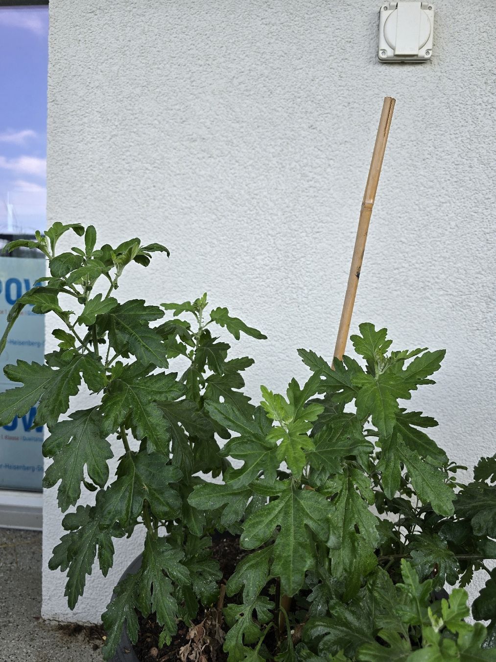 Piante & sementi: Winterharte Chrysanthemen – Usato da Rickenbach b. Wil venduto da Kth_v8 1