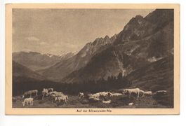 MEIRINGEN Auf der Schwarzwald-Alp, Kühe