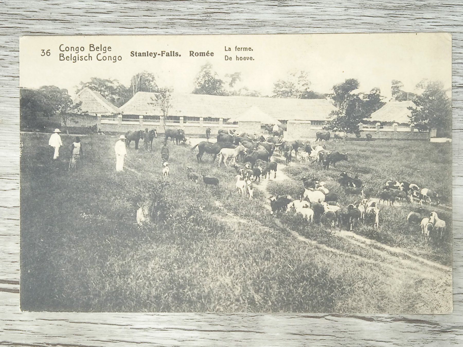 Tutti i francobolli: TR04 Carte Postale + Timbre Congo-Belge 1919/21 – Usato da Cousset venduto da Patrick_Collections