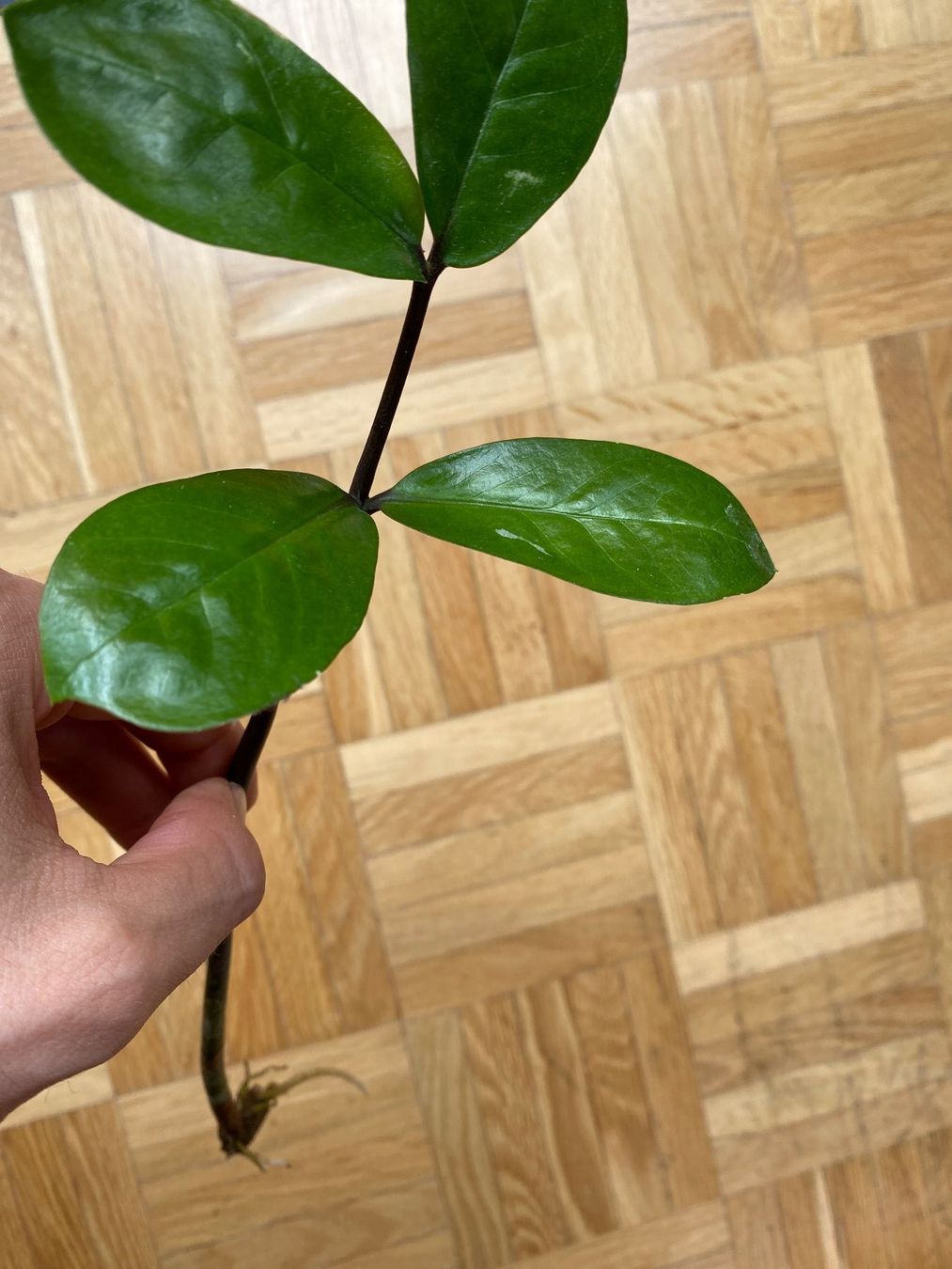 Piante & sementi: Zamioculcas Glücksfeder Steckling – Usato da Affoltern am Albis venduto da Michi_1414 3