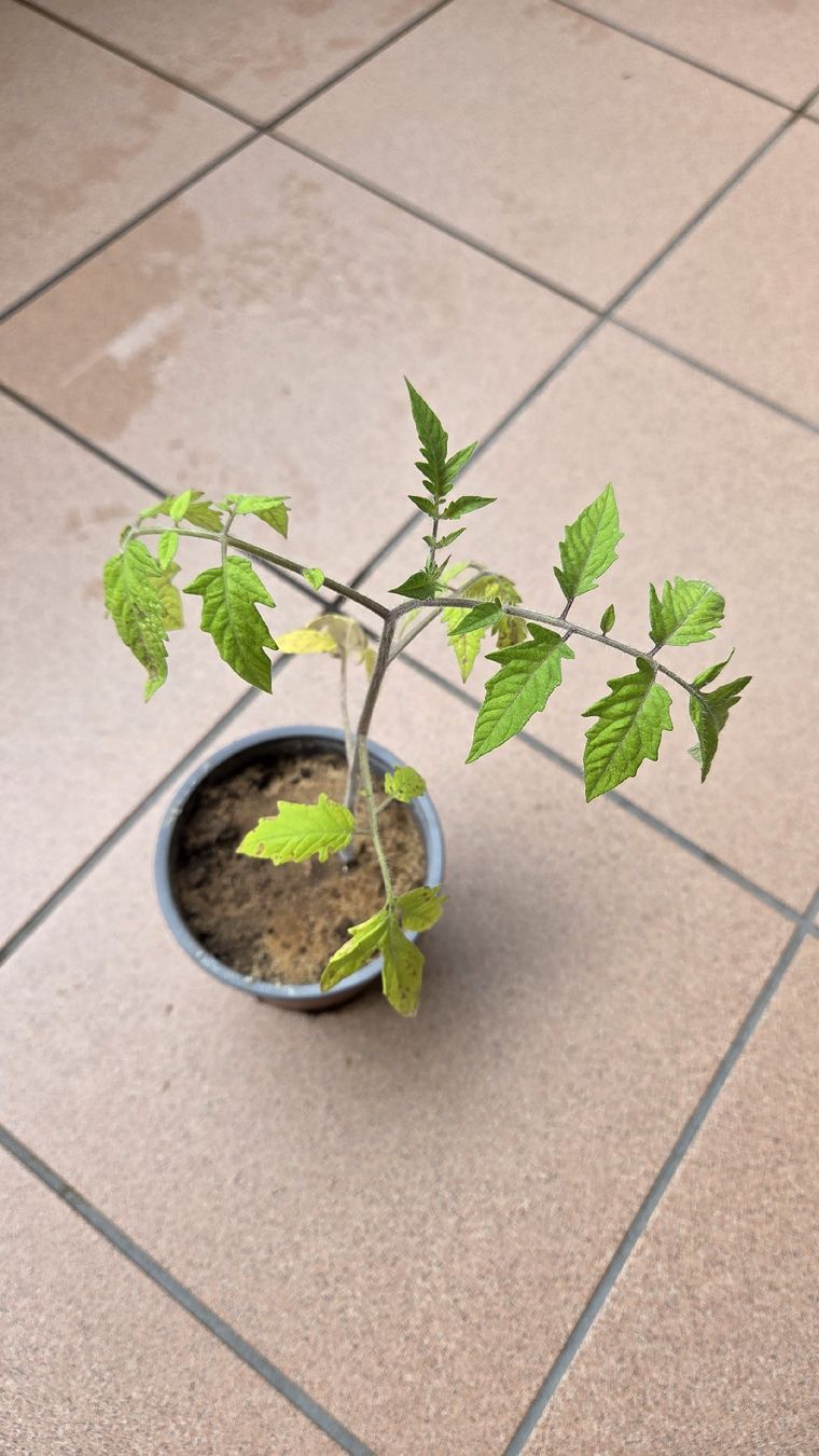 Piante & sementi: Tomaten Setzling  – Usato da Oberwil (Dägerlen) venduto da Green_lady