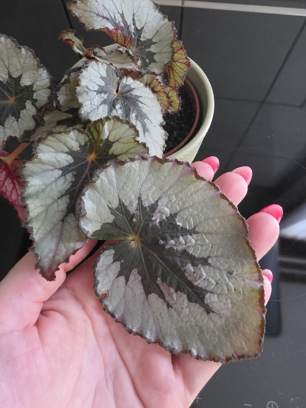 Piante & sementi: Begonia rex – Usato da Kriegstetten venduto da son_c5nh 2