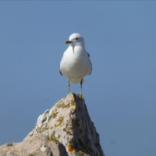 Profile image of gutzi63