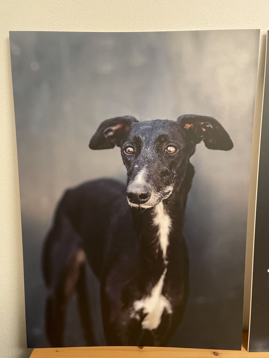 Foto & Immagini: Bild Rescue Galgo – Nuovo e nell'imballaggio originale da Siebnen venduto da Starlauf