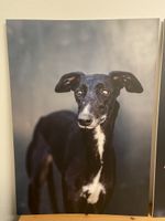 Bild Rescue Galgo