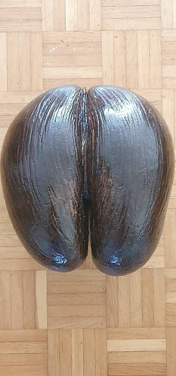 Tutte le decorazioni: Coco de Mer Special one – Usato da Horgen venduto da SfinGren 2
