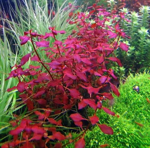 Pflanzen & Samen: Ludwigia palustris 'Super Red' – Gebraucht aus Winterthur von Aquascaper321