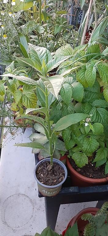 Plantes & graines: Letzte Woche, Notfall Pflanze und ertragreich – D'occasion à Kreuzlingen par Vwpassat6