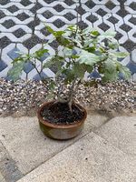 Bonsai Eiche in Tonschale - ab Samen / Eichel gezogen 2016