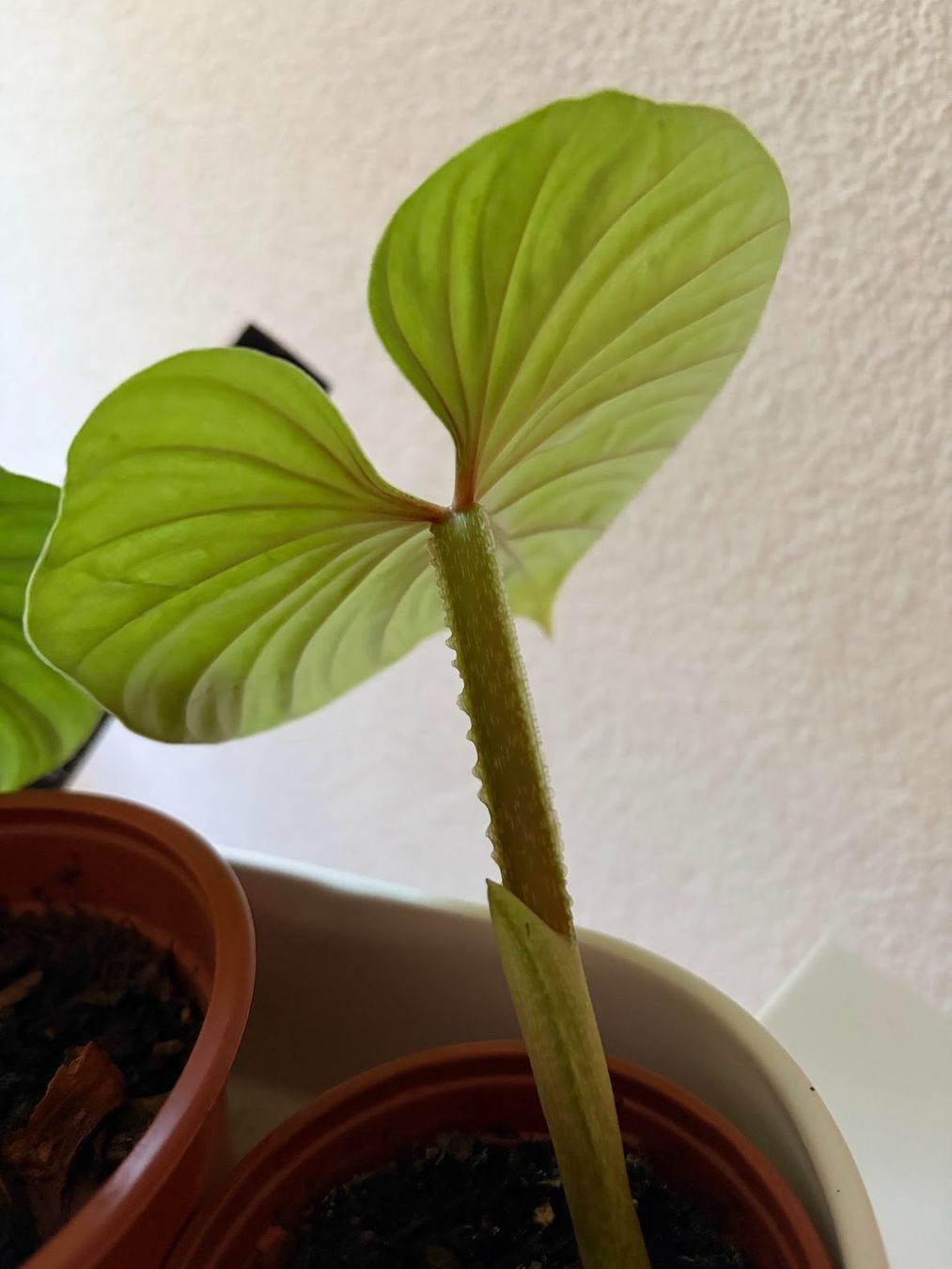 Piante & sementi: Philodendron Plowmanii – Usato da Baar venduto da annasorbian 2