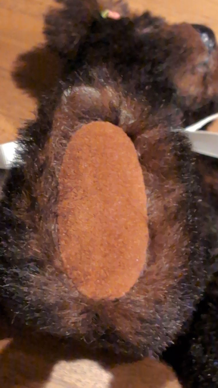 Statuette: Künstler Teddybär Unikat – Nuovo (secondo la descrizione) da Rüfenach AG venduto da sen_vbz6 7