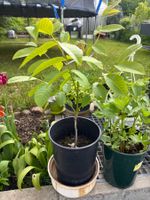Junge Walnuss-Baum, 80cm bereit zum Umpflanzen!