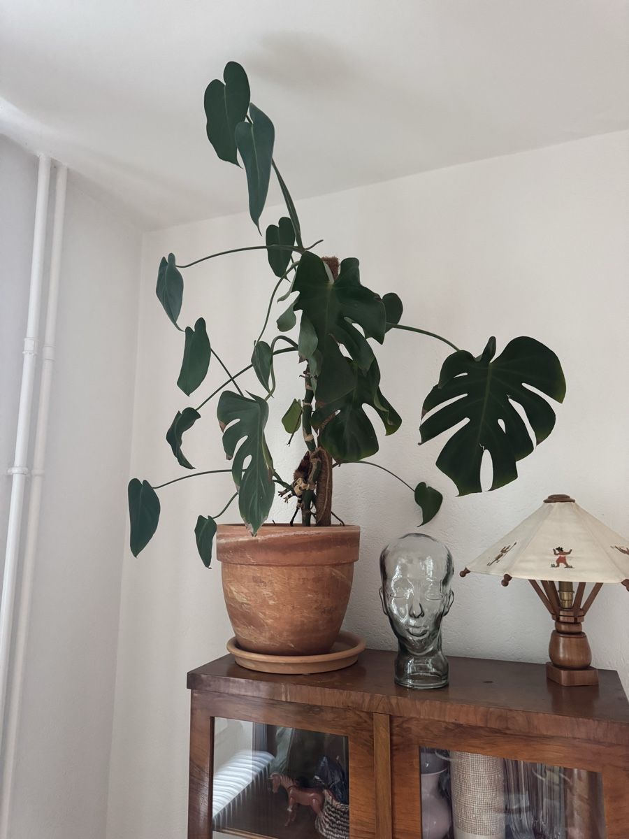 Pflanzen & Samen: Grosse Zimmerpflanze Monstera im Topf – Gebraucht aus Biel/Bienne von leo_h2vb 1