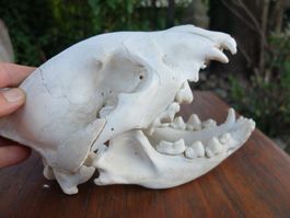 Schädel Präparat Taxidermy Hyäne