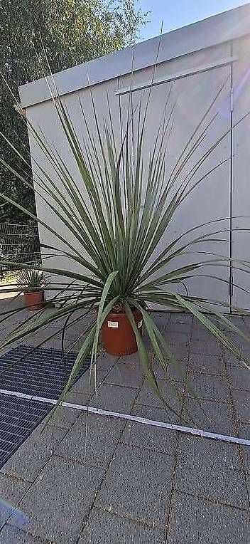 Piante & sementi: Nolina Nelsonii -Winterhart – Usato da Rudolfstetten venduto da Ferkel84