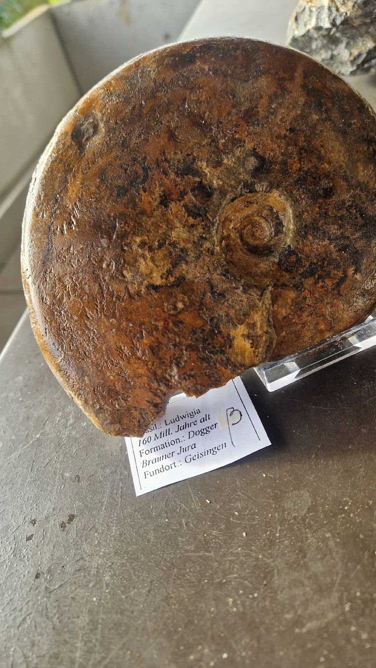 Fossili: Grösserer Ammonit Ludwigia  – Usato da Niederhasli venduto da rehauge01 2