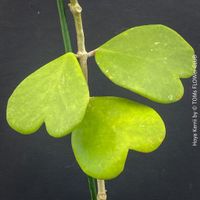 Hoya Kerrii - 100% Bio-Pflanze