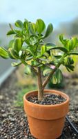 Crassula ovata "Return of Beauty"🌸