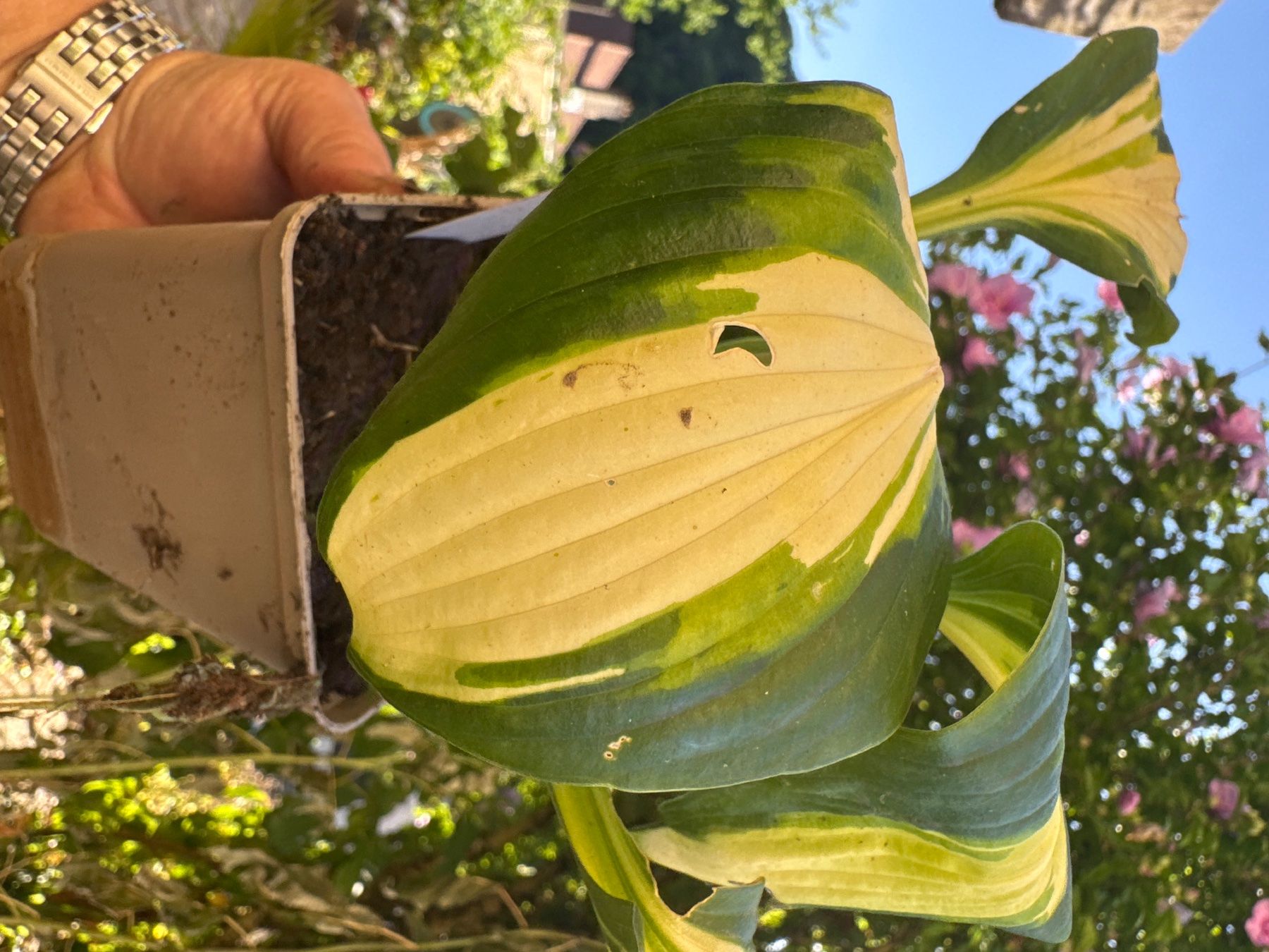 Pflanzen & Samen: Hosta Festival Color 1 – Gebraucht aus Lajoux JU von Briard0 1