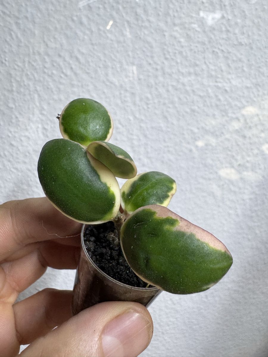 Piante & sementi: Hoya incurvula 'Palta' albomarginata  – Usato da Zürich venduto da thishoyaofmine