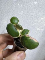 Hoya incurvula 'Palta' albomarginata 