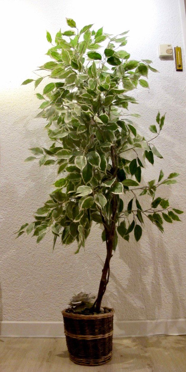 Piante & sementi: Kunstbaum Ficus Benjamini Deko Pflanze Baum – Usato da Wil ZH venduto da Arbolero 4