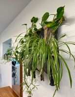 🌿 Makramee Pflanzenwand + 4 Zimmerpflanzen🌿