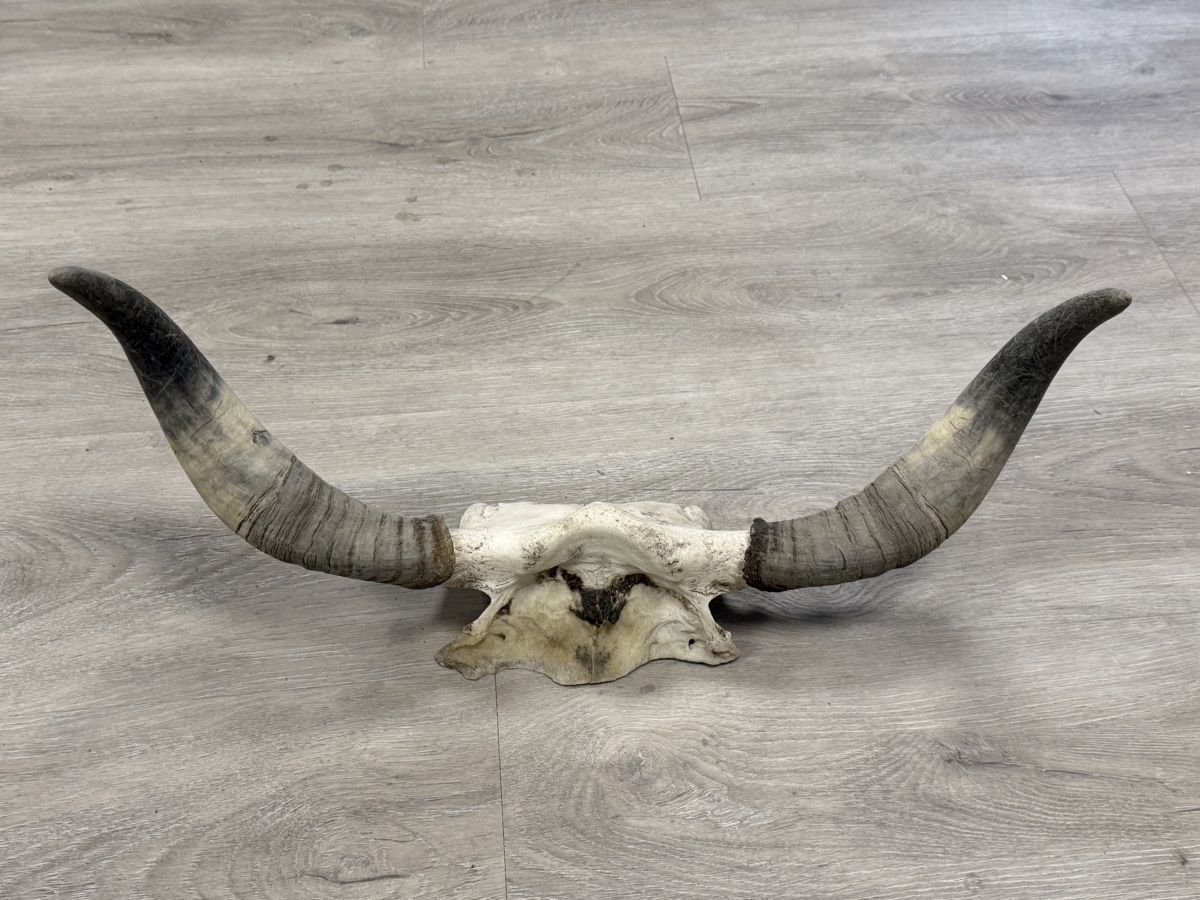 Tutte le decorazioni: Stierschädel mit Hörnern – Nuovo (secondo la descrizione) da Kriens venduto da DosRicardosAuktionis 2