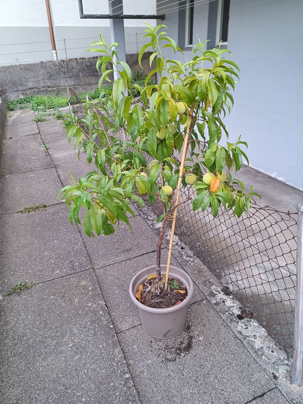 Plantes & graines: Aromatischer 🍑 1.60 hoch – D'occasion à Zug par SirGoldFish 2