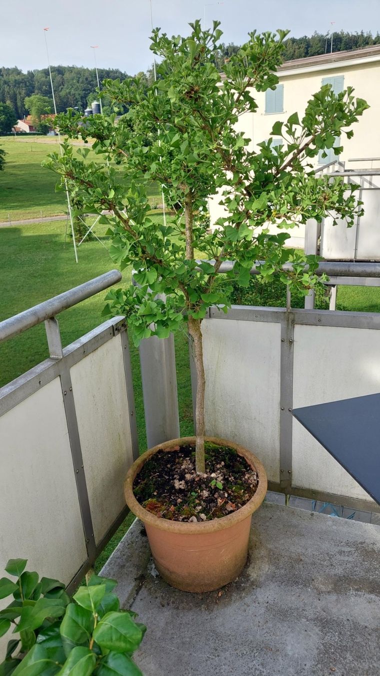 Pflanzen & Samen: Ginko Baum – Gebraucht aus Zürich von Ablicht