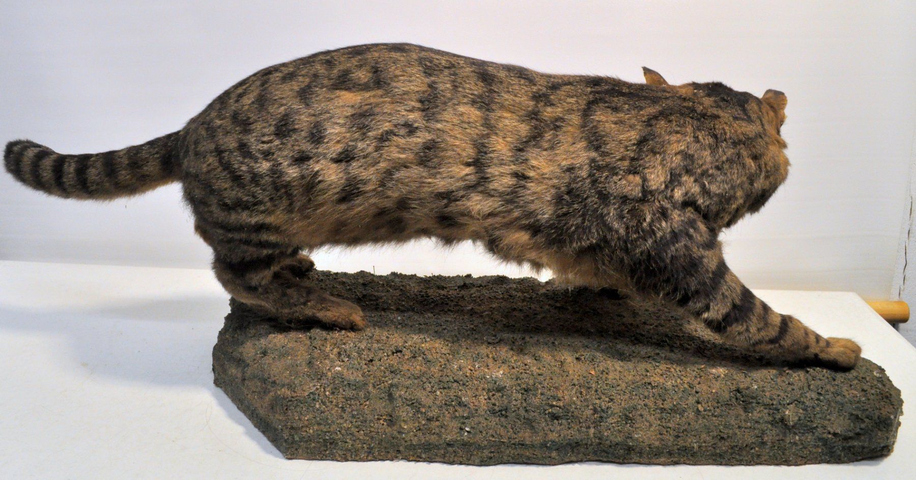 Monde des animaux: Chat forestier naturalisé – D'occasion à Neuchâtel par Neuchatel 6